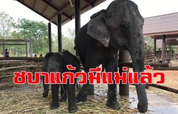 \'ชบาแก้ว\' ลูกช้างป่าภูวัวจอมซนตกท่อ ได้ดื่มนมจากช้างแม่เลี้ยงแล้ว