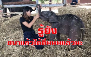 คลิป  \'ชบาแก้ว\' ลูกช้างป่าภูวัวจอมซนได้ดื่มนมแล้ว