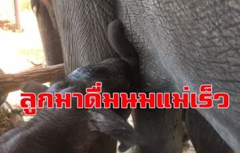 เปิดภาพสุดประทับใจ \'ชบาแก้ว\' ลูกช้างป่าภูวัวดูดนมจากเต้า \'แม่พลอย\'