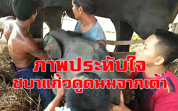 คลิป ชมภาพสุดประทับใจ \'ชบาแก้ว\' ดูดนมจากเต้า \'แม่พลอย\'