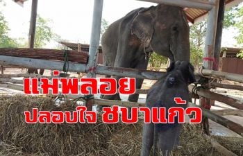 เปิดภาพความสัมพันธ์ช้าง \'แม่พลอย\' กับลูกเลี้ยง \'ชบาแก้ว\' คุยอะไรกันน่ะ?