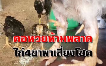 คอหวยห้ามพลาด!! ไก่ 4 ขา พาลุ้นเสี่ยงโชครับปีใหม่ไทย