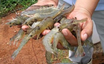กษ.เร่งแก้ปัญหา\'กุ้งขาว\'!หลังล้นตลาด-ราคาตก-ส่งออกลด