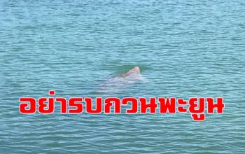 นัดถกจัดระเบียบ \'ชมพะยูน\' กลางทะเลอันดามัน หลังถูกรบกวนหนัก
