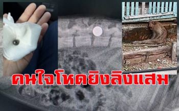 พบกระสุนปืนกดเบียดไขสันหลัง\'ลิงแสม\'จนเป็นอัมพาต แจ้ง ตร.ล่าคนใจโหด
