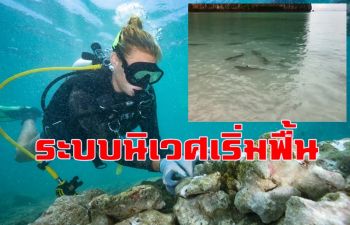 ระบบนิเวศทะเลอ่าวมาหยาเริ่มฟื้น \'ฝูงฉลามหูดำ\' เข้ามาหากินใกล้ฝั่ง