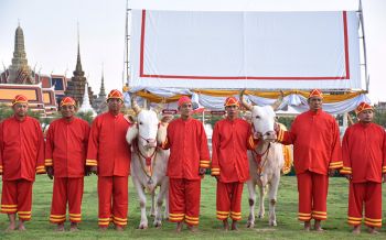 เปิดตัวพระโคในพระราชพิธี จรดพระนังคัลแรกนาขวัญ
