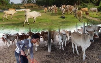 2สามีภรรยาจบป.ตรีหวนกลับบ้านเกิด เลี้ยงโคพันธุ์พื้นเมือง..ใช้ชีวิตพอเพียงตามรอยพ่อ