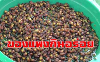เป็ดย่างปักกิ่งต้องชิดซ้าย! \'แมงแคง\'อาหารอีสานราคาพุ่งทะลุกิโลละ 2,500 บาท