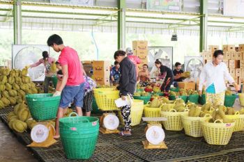 รายงานพิเศษ : กษ.ชูMega Farmต่อยอดแปลงใหญ่  หนุนรวมตัวลดต้นทุนผลิตตามตลาด