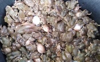 ชาวลาวข้ามโขงขาย\'อึ่งอ่าง\' ชาวบ้านทั้งใน-นอกพื้นที่แห่ซื้อคึกคัก