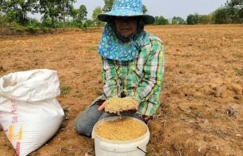 ชาวนาบุรีรัมย์ถือฤกษ์ดี\'วันพืชมงคล\'ไถหว่านข้าว เชื่อจะส่งให้ได้ผลผลิตงอกงาม
