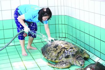 ซีไลฟ์ฯ สานต่อพันธกิจ ‘บริหารอควาเรียมแบบยั่งยืน’  ส่งทีมลงพื้นที่ภูเก็ต พายเรือคายัคเก็บขยะ-ขัดบ่ออนุบาลเต่าทะเลบาดเจ็บ