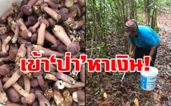 เข้า\'ป่า\'หาเงิน! ชาวตะกั่วป่าแห่เก็บ\'เห็ดเสม็ด\'ขาย สร้างรายได้งาม