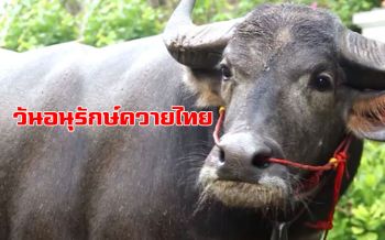 ชาวบ้าน ‘บายศรีสู่ขวัญ-ทำบุญ’ บรรพบุรุษควายคู่คนไทยกว่า 5,000 ปี