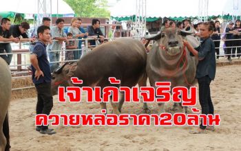 ฮือฮา \'เจ้าเก้าเจริญ\' ควายไทยหล่อที่สุดแชมป์ถ้วยพระราชทานราคา 20 ล้าน