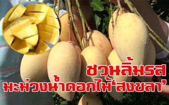 \'มะม่วงน้ำดอกไม้สีทอง\'สุกอร่าม คุณภาพเกรดAลูกค้าแห่จองซื้อ