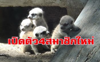 เผยโฉม4สมาชิกใหม่ลูก \'เมียร์แคท\' สวนสัตว์สงขลารับช่วงเดือนรอมฎอน
