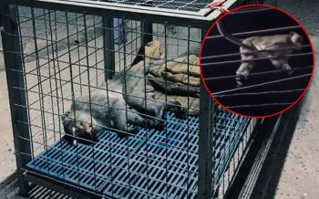 จนท.ยิงยาสลบลิงนอนบนสายไฟชาวบ้านหวั่นถูกไฟช็อต