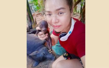 กู้ภัยสาวทำคลอดแม่หมู รอดปาฏิหาริย์เพราะเปิดคลิปเสียง\'พุทธวจน\' (คลิป)