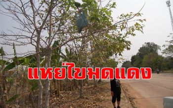 ว่างเว้นจากการทำนาก็ออกหา \'แหย่ไข่มดแดง\' ขายแม่ค้าตลาด
