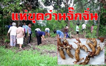 ชาวเมืองโอ่งแห่ขุด \'ว่านจั๊กจั่น\' ไปบูชา เชื่อทำให้มีทรัพย์สินเงินทองไม่ขาดมือ