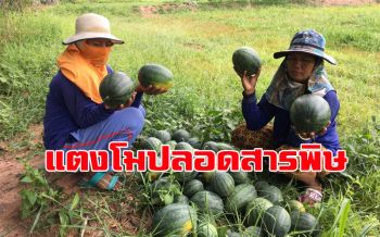 หากินยาก!! แตงโมอินทรีย์ปลอดสารพิษของดีเมืองสุรินทร์