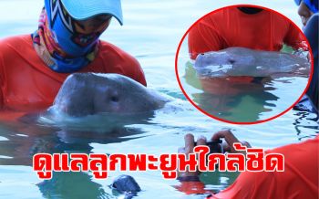 ทีมสัตวแพทย์​ดูแล ‘ลูกพะยูน’ อย่างใกล้ชิด 6​ เดือนปล่อยสู่ธรรมชาติได้