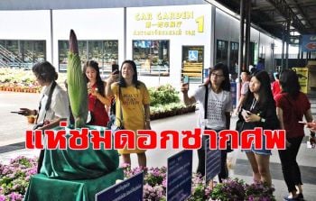 นักท่องเที่ยวแห่ชม \'ดอกซากศพ\' สวนนงนุชพัทยาบานเป็นต้นที่ 2