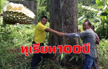 พบทุเรียน 100 ปีกลางหุบเขา นอภ.สังขละบุรีเร่งส่งเสริมอนุรักษ์สายพันธุ์