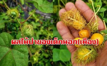 มารู้จัก!! ‘กระทกรก’ ผลไม้ป่าของเด็กนอก (เมือง) ช่วยรักษาโรค