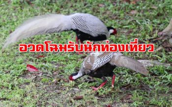 สวยงาม!!  ‘ไก่ฟ้า’ ยอดภูหลวง ออกมาอวดโฉมทักทายนักท่องเที่ยว