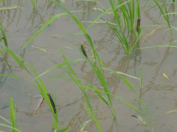 \'หนอนกระทู้\'ระบาดกัดกินต้นข้าว  เกษตร\'บุรีรัมย์\'เร่งป้องกัน-กำจัด