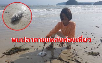 พบปลาตายบนหาด ‘นพรัตน์ธารา’ แหล่งท่องเที่ยวเมืองกระบี่