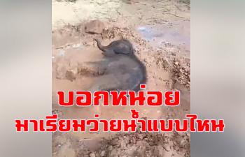 คลิป จำน้องได้ไหม! ลูกช้างป่า\'ชบาแก้ว\' ร่างกายแข็งแรง ร่าเริงขึ้น