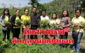 โค่นต้นยางหันปลูกผักเด็ดยอดปลอดสารพิษขาย กลายเป็นเกษตรกรตัวอย่าง