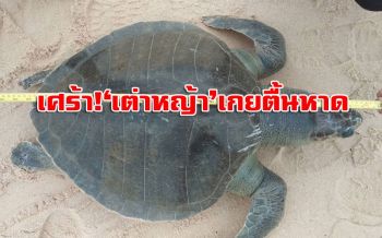เศร้า! พบซาก ‘เต่าหญ้า’ เกยตื้นตายหาดภูเก็ต
