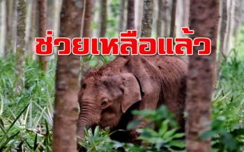 ลูกช้างป่าหลงโขลงได้รับการช่วยเหลือจากกรมอุทยานฯแล้ว