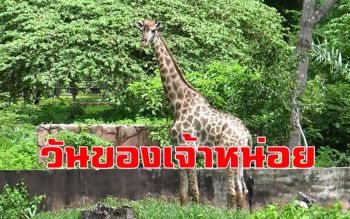 สวนสัตว์สงขลาจัดกิจกรรมส่งเสริมคุณภาพชีวิตสัตว์ให้ \'เจ้าหน่อย\' เนื่องในวันยีราฟโลก