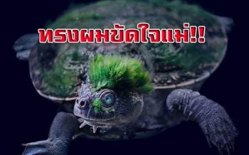 ทรงผมขัดใจแม่! ‘เต่าแมรี่’ สัตว์ใกล้สูญพันธุ์พบได้ที่ประเทศออสเตรเลียเท่านั้น