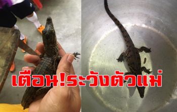 พบลูกจระเข้ยาว12นิ้วในคลองบางโปรง \'นายกเล็ก\' เตือนชาวบ้านระวังตัวแม่