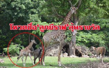 สมาชิกใหม่! สวนสัตว์เขาเขียวอวดโฉม ‘ลูกยีราฟ’ ชวนโหวตชื่อลุ้นรางวัล