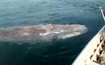 สลด!เจอ‘วาฬหัวทุย’ยาว12ม. ลอยตายกลางทะเล‘เกาะลันตา’