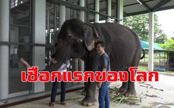 เชือกแรกของโลกที่ใช้ \'โบท๊อกซ์\' รักษาช้างป่วยกล้ามเนื้อขากรรไกรแข็งเกร็ง