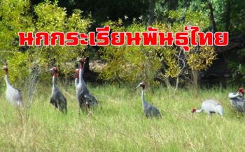 เตรียมเปิดศูนย์อนุรักษ์พื้นที่ชุ่มน้ำ นกกระเรียนพันธุ์ไทยพัฒนาเป็นแหล่งท่องเที่ยวเชิงนิเวศ