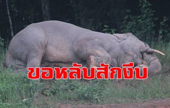 เผยท่าหลับของ \'พลายเดียว\' ช้างป่าเขาใหญ่หลังจากกินอิ่มแล้วก็นอน