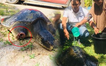อนาถใจ! \'เต่าตนุ\'ขาขาดคลื่นซัดร่อแร่ เกยตื้นชายหาดเกาะลันตา  (ชมคลิป)
