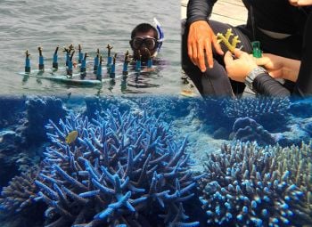 ถึงเวลารักษา-ฟื้นฟู‘ปะการัง’  สิ่งบ่งชี้ท้องทะเลอุดมสมบูรณ์