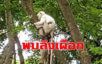 พบสัตว์หายาก! \'ลิงเผือก\' โผล่หากินที่วัดเขาพรหมชะแง้ หลวงพ่อเผยมี 2 ตัว