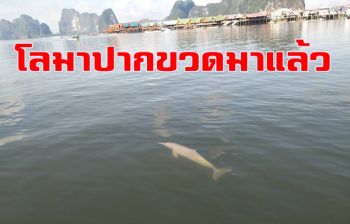 สุดปลื้ม! พบโลมาปากขวดโผล่เล่นน้ำอวด จนท.หน้า \'เกาะปันหยี\' อ่าวพังงา